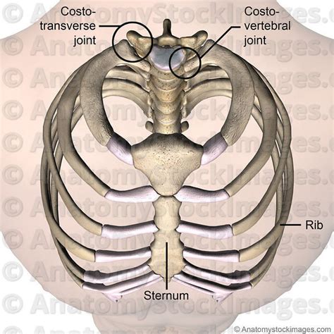 Anatomy Stock Images Torso Ribcage Ribs Costae Costal First 1th Rib