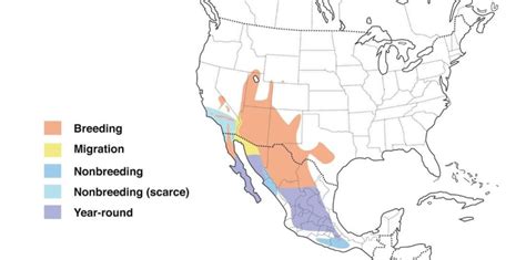 Orioles In California 3 Species W Range Maps Bird Watching Hq