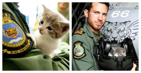 Kitten Travels 300 Miles While Hiding In Navy Pilots Car Bumper Catlov