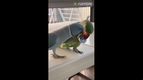 Parrot Gives Best Friend Kisses Complete With Kissing Sounds Youtube