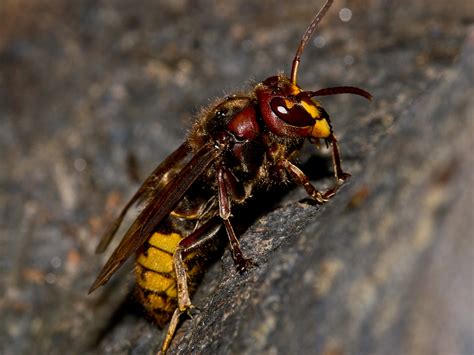 Generally, hornet venom isn't considered that toxic to humans, but due to their size, the amount of venom they release per sting can be harmful. European Hornet Extermination, Removal & Information