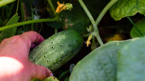 The List Of When To Harvest Pickling Cucumbers