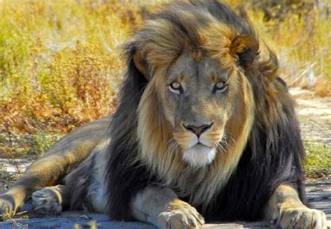 African Blue Tours South Africa Tailor Made Tours And