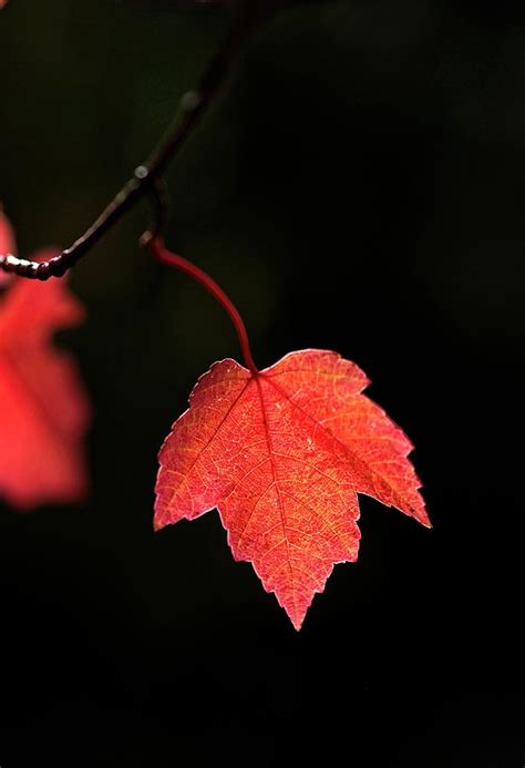 Maple Leaf Uw Arboretum Madison Wi Photograph By Steven Ralser