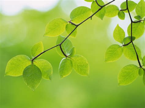 Green Leaves Green Wallpaper 22176071 Fanpop