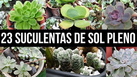 23 Suculentas De Sol Pleno 23 Full Sun Succulents Youtube