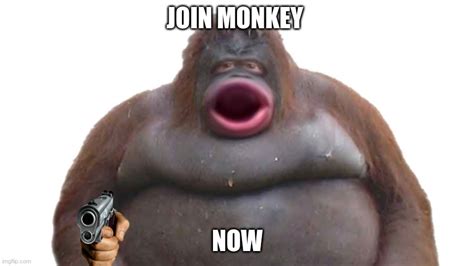 Monkey Memes Gifs Imgflip