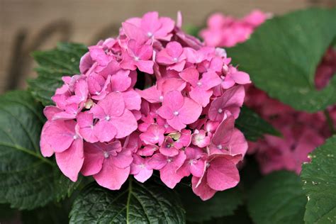 Pink Hydrangea Bloom Free Stock Photo Public Domain Pictures