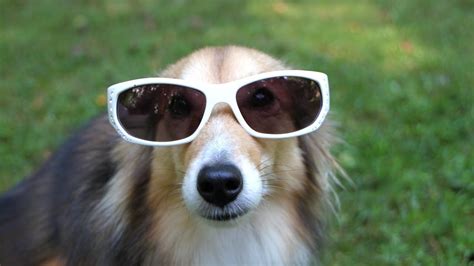 Funny Dogs Wearing Sunglasses