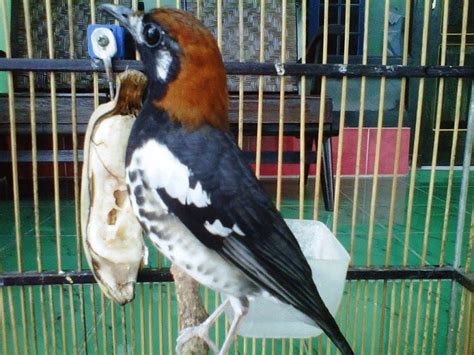 Apr 06, 2021 · download suara burung mp3 ⭐masteran pancingan terapi vareasi kicauan dan terlengkap dan mudah untuk di download secara gratis omkicau Decu Kembang Jantan - Mengenal Burung Decu Burung Kecil ...