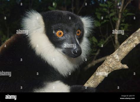 Black And White Ruffed Lemur Varecia Variegata Endemic Critically