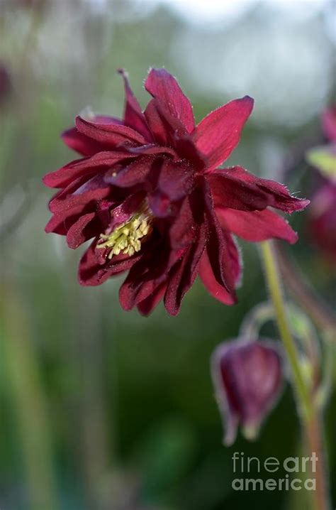 Red Flower Photograph By Lila Fisher Wenzel Fine Art America