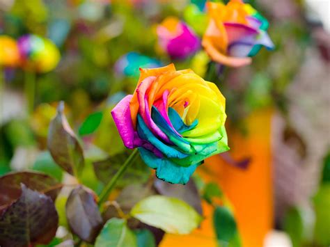 Rainbow Rose With Stem