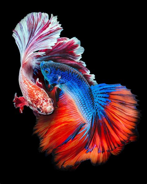 Fighting Fish Synchronize Their Combat Moves And Gene Expression