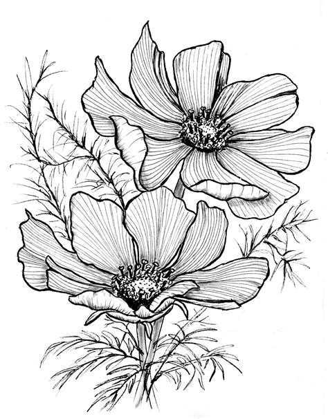Cosmos Flower Drawing Flower Drawings Of Cosmos Flowers By Katrina Of