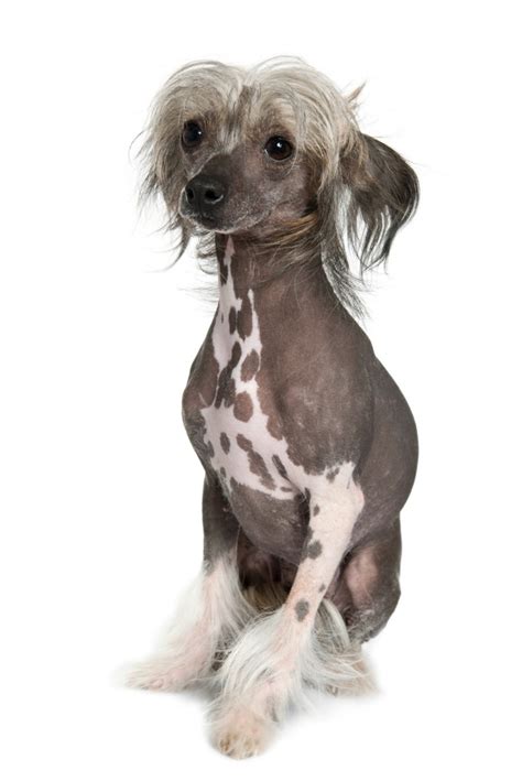 Hairless Chinese Crested Breed Information And Photos