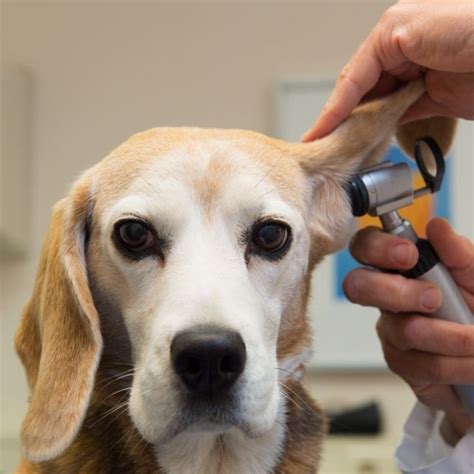 Como Curar Otitis En Perros Con El Centro Veterinario Stolz En El Caleidoscopio En Mp A