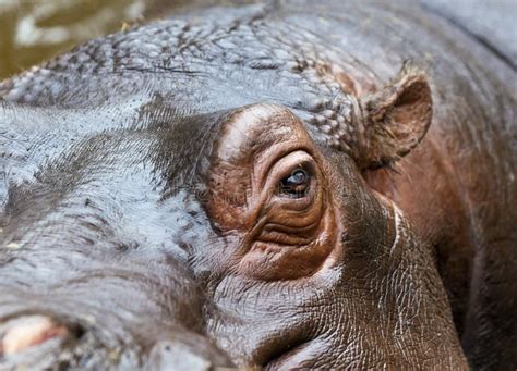 Hippo Eye Closeup Stock Photo Image Of Africa Hippo 20722584