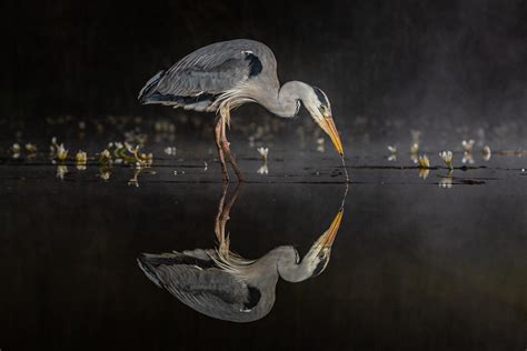 Birds With Their Reflections Bird Photo Contest Photocrowd Photo