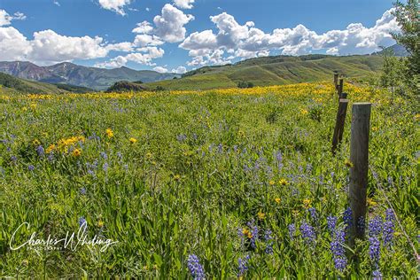 Wildflowers Fence And Mountains Crested Butte Colorado Charles
