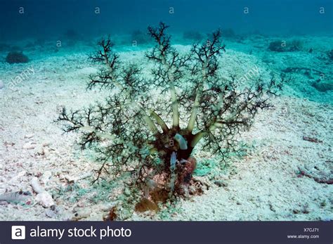 Burrowing Sea Cucumber Stock Photos And Burrowing Sea Cucumber Stock