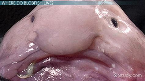 In its normal habitat, which is 2,000 to 4,000 feet underwater, the pressure there makes it look like any but as it is brought up to the surface, caught in fishermen's trawling nets, the pressure of the water decreases and the blobfish begins to lose its. Blobfish Facts: Lesson for Kids - Video & Lesson ...