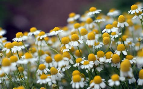 Pretty Chamomile Wallpaper Hd Desktop Wallpapers 4k Hd