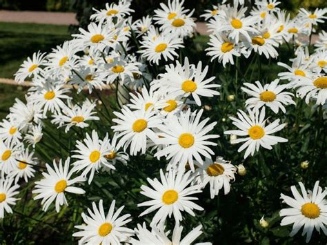 Tips And Information About Shasta Daisies Gardening Know How