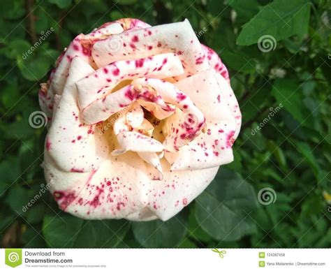 White Rose With Crimson Spots In The Garden Stock Photo Image Of