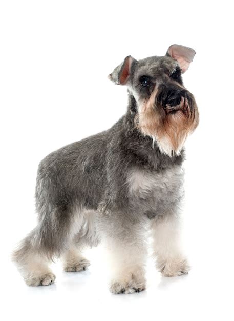 Premium Photo Gray Miniature Schnauzer