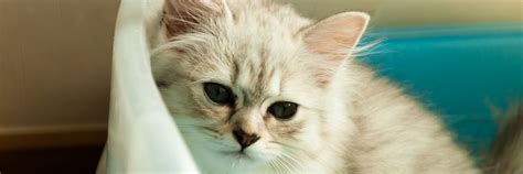 Types Of Bladder Stones In Cats