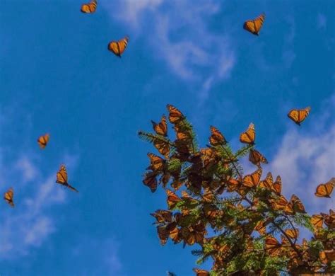 In addition to their aesthetic appeal, butterflies are important pollinators as well as sensitive indicators for environmental health. butterfly aesthetic on Tumblr