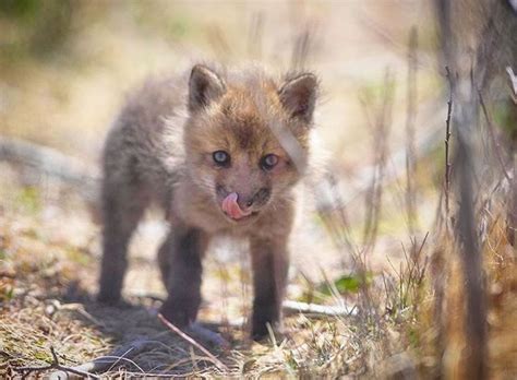 From Timbophoto Still Sporting Its Blue Eyes A Red Fox Kit Ventures