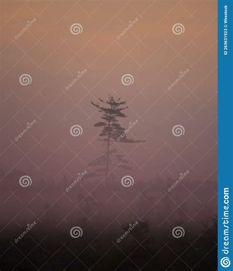 Lone Tall Tree In A Forest During Misty Morning In The Countryside