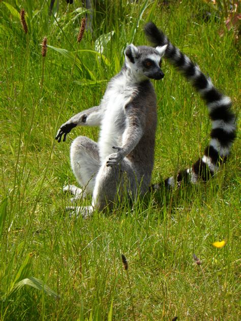 Free Images Grass Meadow Wildlife Mammal Fauna Primate Striped