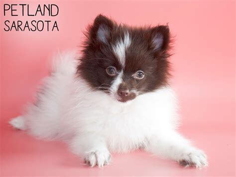 Looking for stores to shop around you? Pomeranian-DOG-Female-Red Sable-2805563-Petland Sarasota