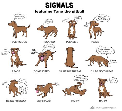 Pitbull Quotes Dog Wallpaper Dog Body Language Pitbull