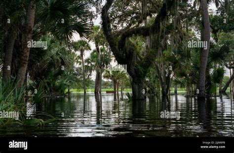 The Myakka State Park In Florida Stock Photo Alamy