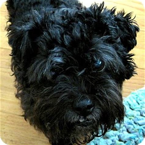 Some animals in our care have a different adoption protocol and may not be available through this process. Indianapolis, IN - Affenpinscher. Meet LEWIE - ADOPTION ...