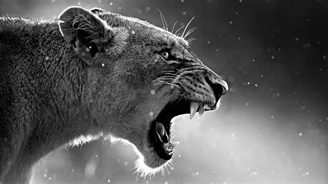 Lion Roaring Hd Animals 4k Wallpapers Images
