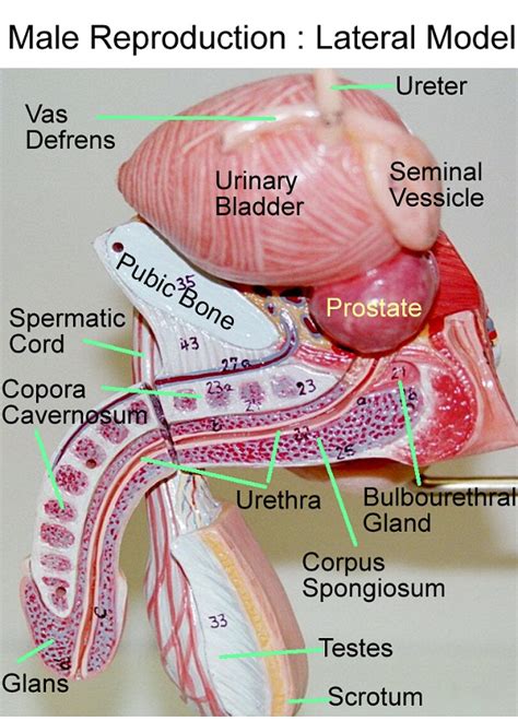 Body Parts Diagram Male