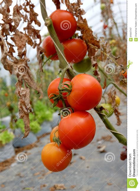 Tomato Plant With Red Fruits On Branch Stock Image Image Of Organic