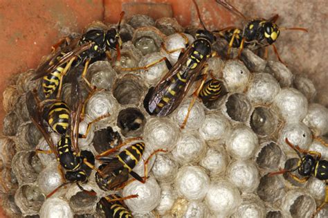 Giant Hornet Hell Couple Trapped In Bedroom As 100 Killer Insects