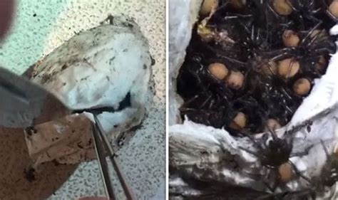 Watch Funnel Web Spiders Burst Out Of Egg Sac In Shocking Australian