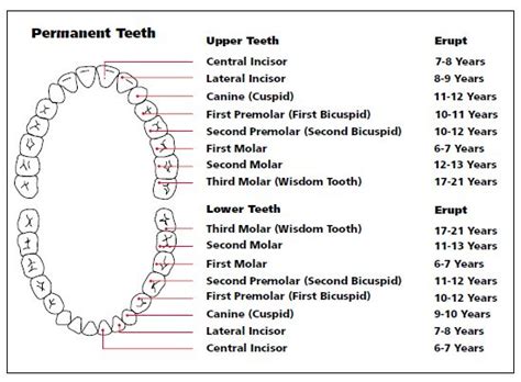 Teeth Names In Human Mouth Types Function Dental Treatments Etc