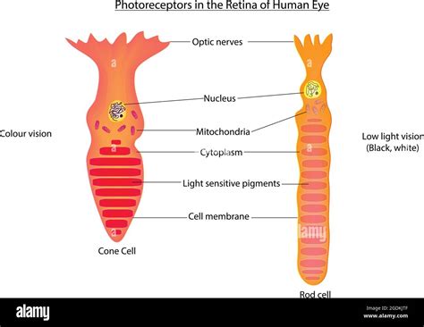 A Type Of Photoreceptor Cell Cone Cells Rod Cells Vision Cells In
