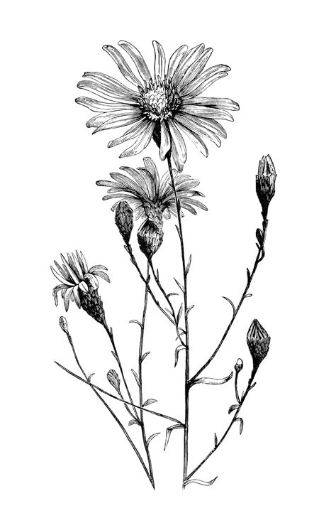 Black And White Drawing Of Three Flowers On A Stem With Leaves In The