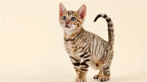 TOYGER CAT PERSONALITY AND BREED ALL YOU NEED TO KNOW DorkyCats