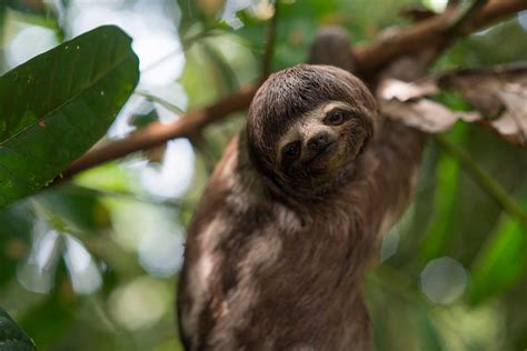 Two Toed Sloth On The Road Blog Delfin Amazon Cruises