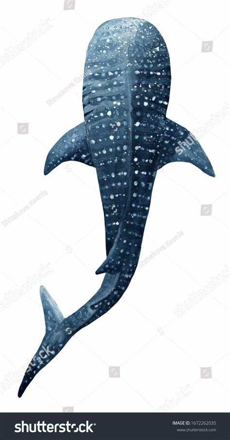 Whale Shark Watercolor Hand Drawn Illustration Stock Illustration